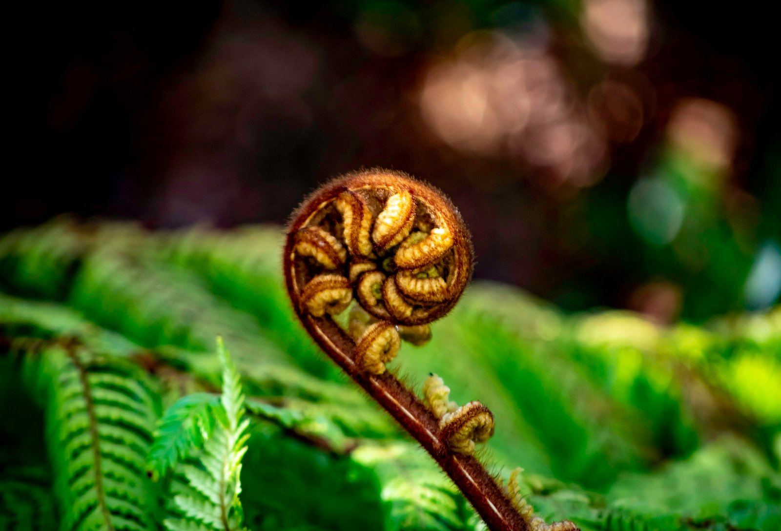 A young fern frond, or koru, unfurling in a New Zealand forest
